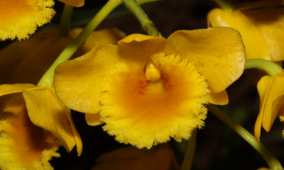 Dendrobium chrysotoxum