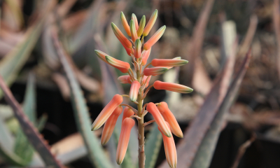 Aloe deltoideodonta