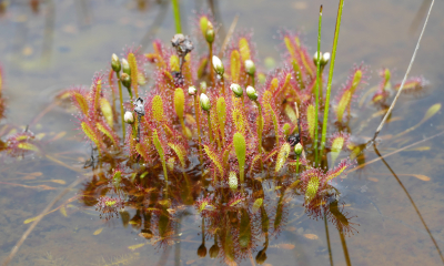 Drosera anglica