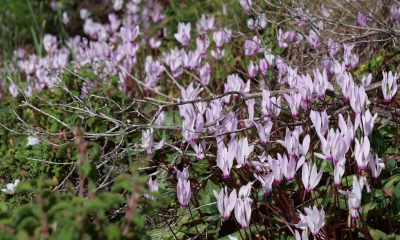 Brambořík perský Cyclamen persicum v plném květu nedaleko severokyperského hradu Kantara