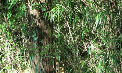 Bujný porost domácího bambusu Semiarundinaria fastuosa