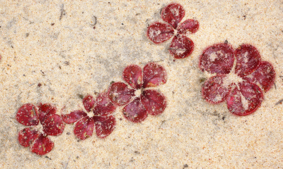 Drosera erythrorhiza