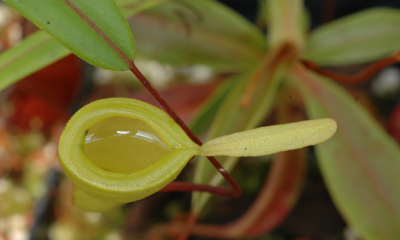 Nepenthes dubia