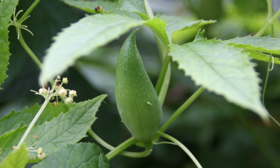 ačokča (Cyclanthera pedata)