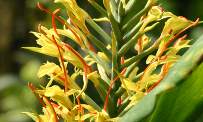 Hedychium gardnerianum