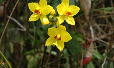 Spathoglottis sp.