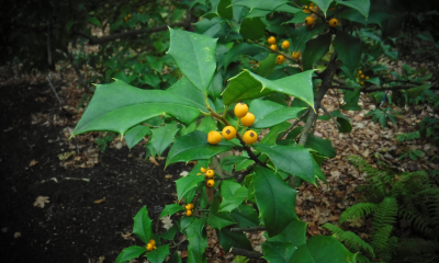 Ilex aquifolium Bacciflava