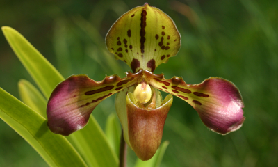 Paphiopedilum tigrinum