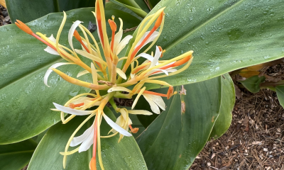 Hedychium yunnanense, venkovní expozice Horní zahrady
