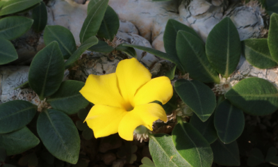 Pachypodium brevicaule