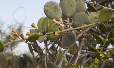 	Xerosicyos Madagaskar, 2018