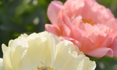 Paeonia hybr Coral Sunset