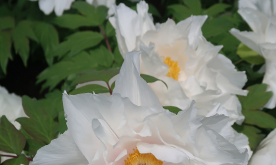 Paeonia suffruticosa Renkaku