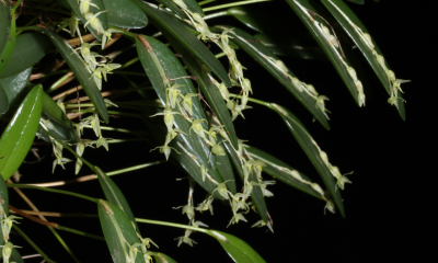 Pleurothallis pruinosa je maličká orchidej s rozšířením od Hondurasu po Brazílii. Roste v horských mlžných lesích, ale i jako plevelná orchidej na kávových plantážích. 