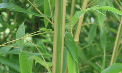 Phyllostachys bambusoides Castillon