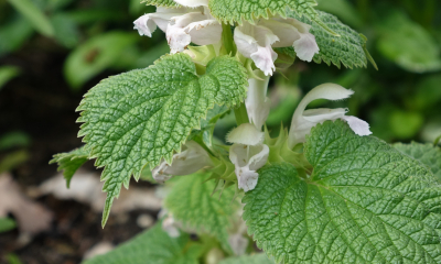 Lamium orvala Album