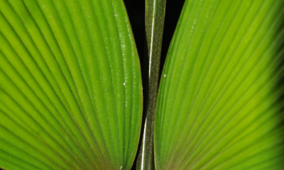 Zamia purpurea