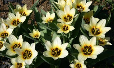 Tulipa greigii Chopin