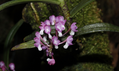 Schoenorchis brevirachis
Málo známá miniaturka roste v horských mlžných lesích jižního Vietnamu. Popsaná byla teprve v roce 1992. Celá rostlinka nebývá vyšší než 25 cm a květy necelý centimetr. Roste výhradně na stromech jako epifyt.