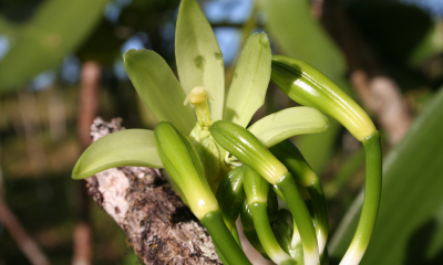 Vanilla planifolia - detail květu po umělém opylení