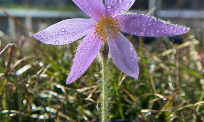 	Pulsatilla grandis