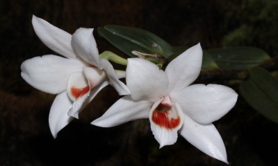 Dendrobium trankimianum
Pochází z jižního Vietnamu, z východních svahů hor směrem k moři. Má malý areál a popsáno bylo až v roce 2004. Roste v horských mlžných lesích v nadmořské výšce 1500 – 2000 metrů. Na štíhlých dlouhých pahlízách se otevírá několik sněhobílých květů s krvavě červenou skvrnou na pysku, které kvetou až 2 měsíce.