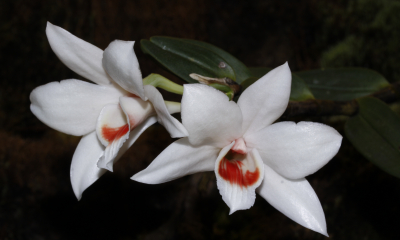 Dendrobium trankimianum
Pochází z jižního Vietnamu, z východních svahů hor směrem k moři. Má malý areál a popsáno bylo až v roce 2004. Roste v horských mlžných lesích v nadmořské výšce 1500 – 2000 metrů. Na štíhlých dlouhých pahlízách se otevírá několik sněhobílých květů s krvavě červenou skvrnou na pysku, které kvetou až 2 měsíce.