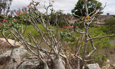 Pachypodium baronii: Pachypodium baronii, zařazené do Červeného seznamu IUCN jako ohrožené, roste pouze v malé oblasti v širším okolí města Mandritsara na severu Madagaskaru.