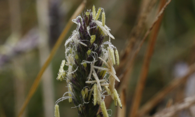 Sesleria bielzii