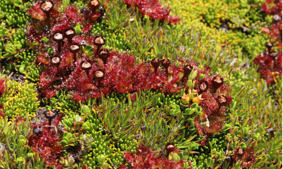 Rosnatka jednokvětá (Drosera uniflora) roste pouze na rašeliništích jihu Jižní Ameriky.
 