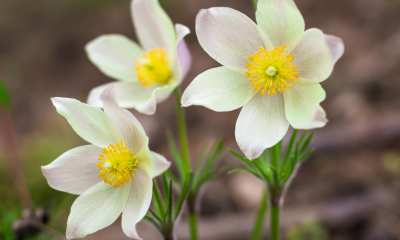	Pulsatilla vernalis