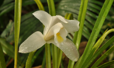 Cymbidium eburneum