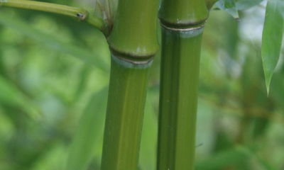 Phyllostachys praecox