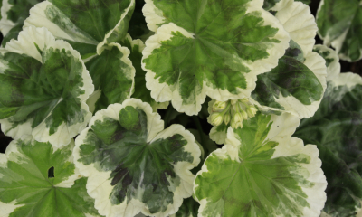 Pelargonium Chelsea Diane