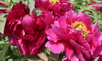 Paeonia suffruticosa Cardinal Vaughan