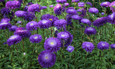 Callistephus chinensis Matador Tiefblau