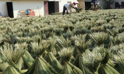 Sušení trávy na pletení košťat