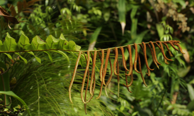 Aglaomorpha meyeniana