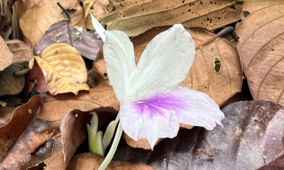 Kaempferia noctiflora var. thepthepae, Mae Rim