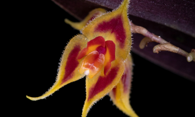 Lepanthes zamorensis