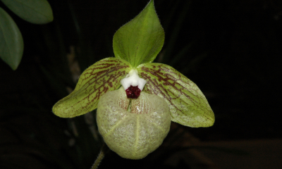 Paphiopedilum malipoense