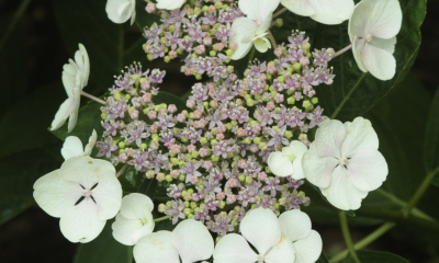 Hydrangea aspera