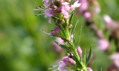 Hyssopus officinais_Rosea