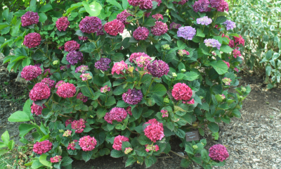 Hydrangea macrophylla Brunette