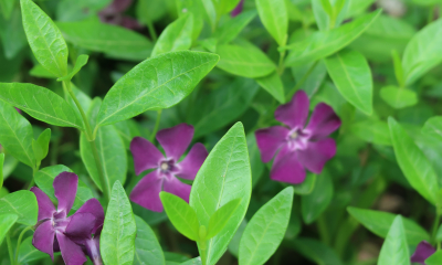 Vinca minor Atropurpurea