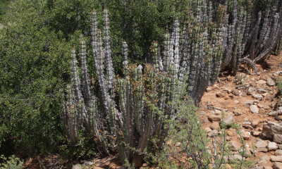 Euphorbia coerulescens