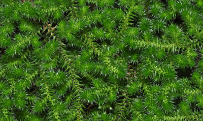 Selaginella peruviana