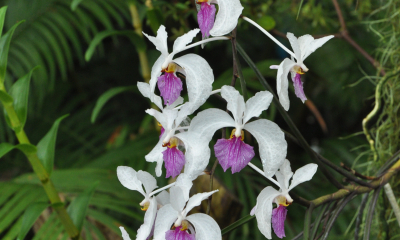 Holcoglossum kimballianum
Tato převisle rostoucí orchidej je doma v monzunových lesích Myanmaru, Thajska, Laosu a jižní Číny v nadmořské výšce 1200 až 1800 metrů.