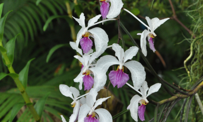 Holcoglossum kimballianum
Tato převisle rostoucí orchidej je doma v monzunových lesích Myanmaru, Thajska, Laosu a jižní Číny v nadmořské výšce 1200 až 1800 metrů.