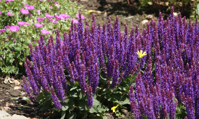 Salvia nemorosa ´Alberich´